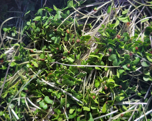 Broccoli Microgreens 100g