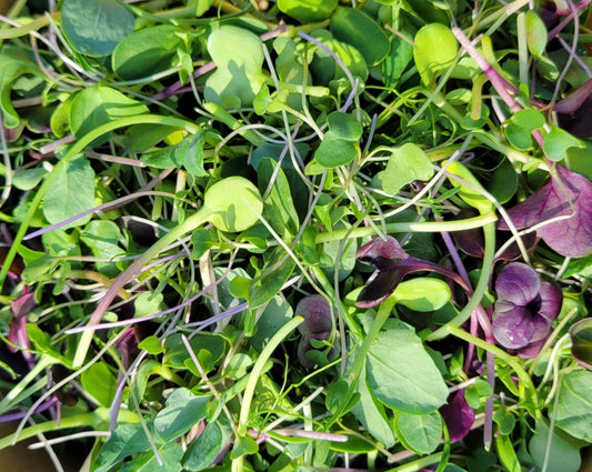 Mixed Microgreens 100g